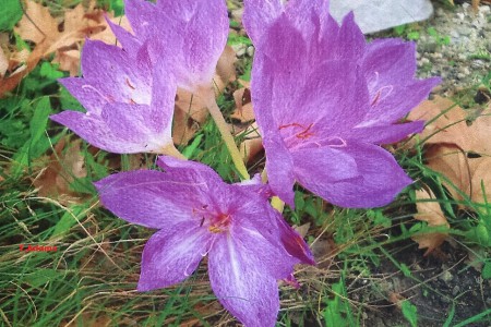 Colchicum bivonae